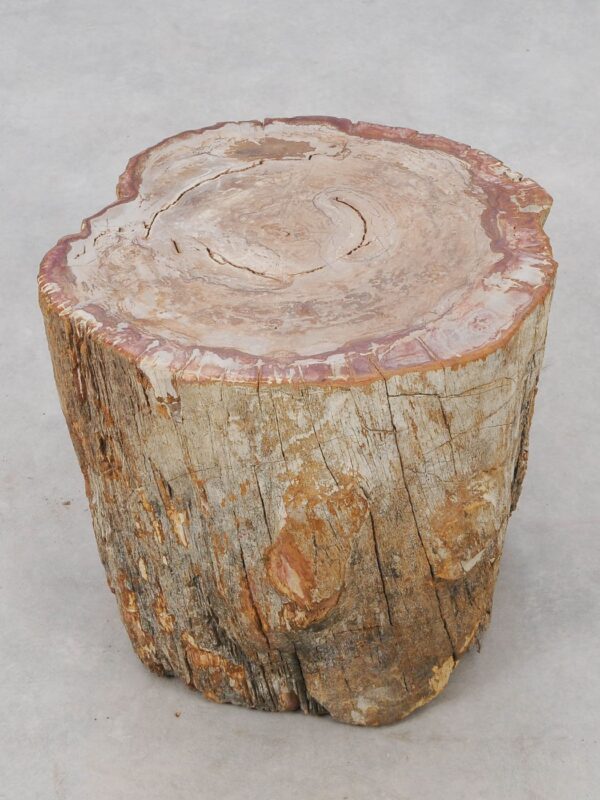 Side table petrified wood 51029