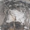Side table petrified wood 51030