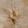 Side table petrified wood 51031