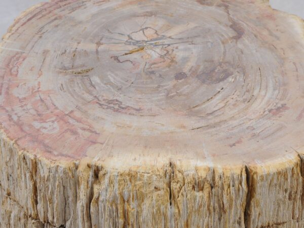 Side table petrified wood 51032