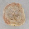 Side table petrified wood 51032