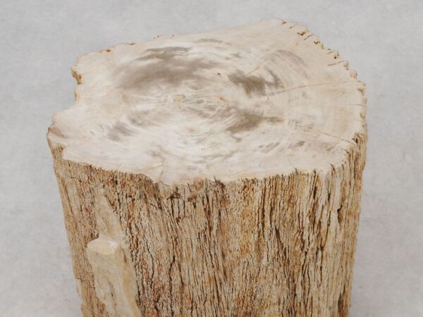 Side table petrified wood 51034