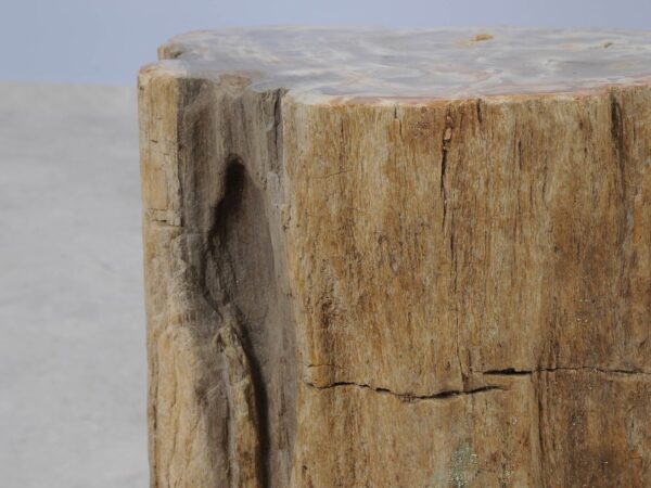 Side table petrified wood 51035
