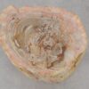 Side table petrified wood 51036