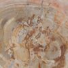 Side table petrified wood 51036