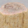 Side table petrified wood 51036