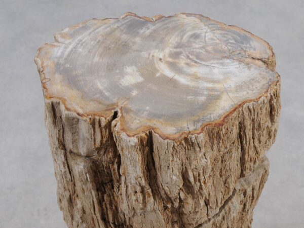 Side table petrified wood 51038