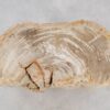 Side table petrified wood 51041