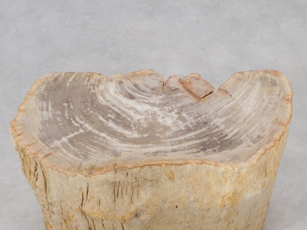 Side table petrified wood 51041