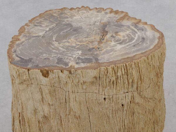 Side table petrified wood 51043
