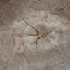Side table petrified wood 51045