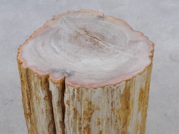 Side table petrified wood 51048