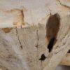 Side table petrified wood 51050