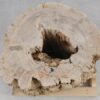 Side table petrified wood 51050