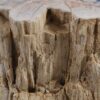 Side table petrified wood 51050