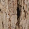 Side table petrified wood 51050
