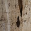 Side table petrified wood 51050
