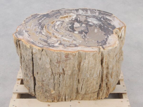 Side table petrified wood 51051
