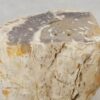 Side table petrified wood 51327