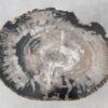 Table basse bois pétrifié 51288