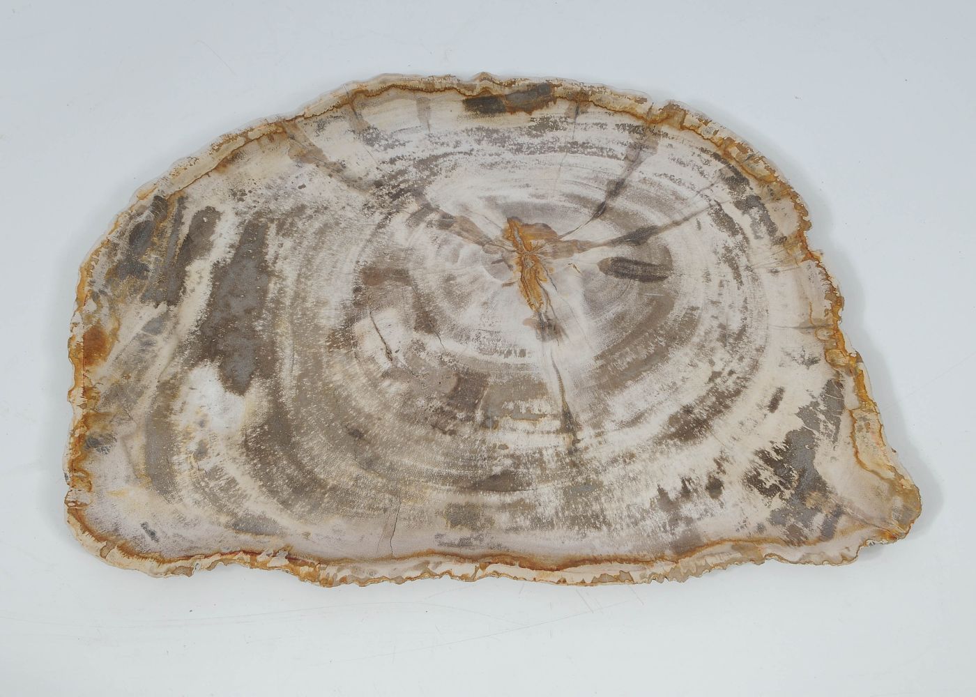 Teller Versteinertes Holz 45054e - Die Kunst Der Natur - Xyleia Natural 