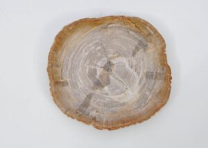 Teller versteinertes Holz 51073