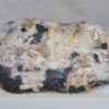 Teller versteinertes Holz 51086