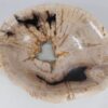 Schale versteinertes Holz 52363