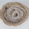 Schale versteinertes Holz 52370