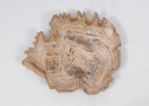 Teller versteinertes Holz 52391