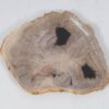 Teller versteinertes Holz 52401