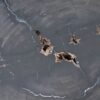 Coffee table petrified wood 38167
