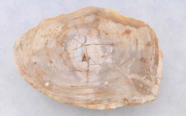 Coffee table petrified wood 38217