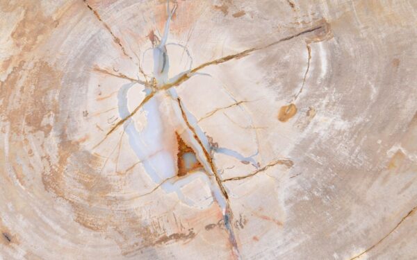 Coffee table petrified wood 38217