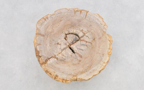 Coffee table petrified wood 43241