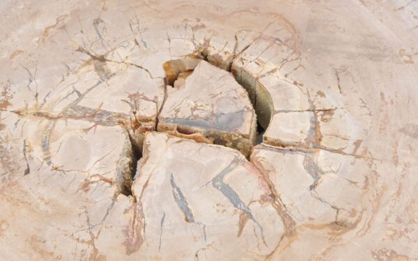 Coffee table petrified wood 43241