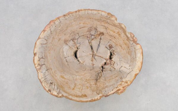 Coffee table petrified wood 43249