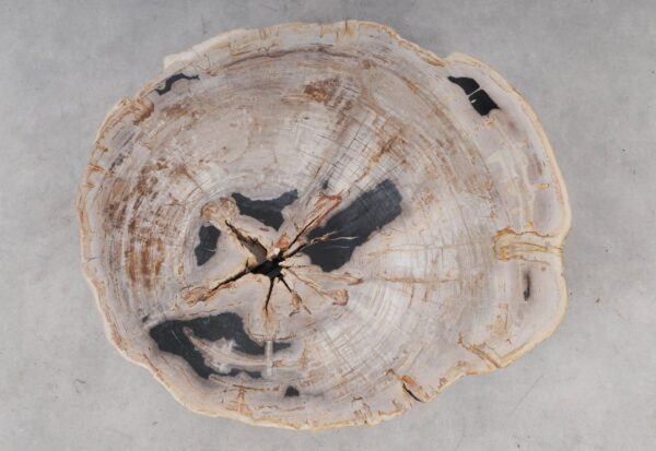 Coffee table petrified wood 52196