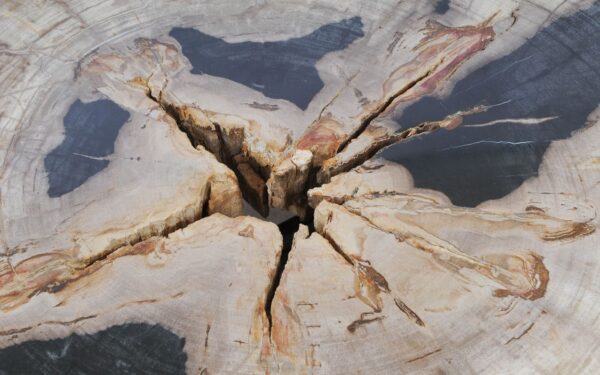 Coffee table petrified wood 52196