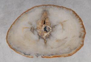 Coffee table petrified wood 53178