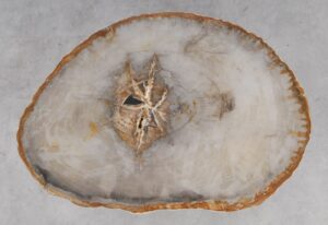 Coffee table petrified wood 53179