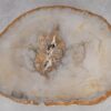 Coffee table petrified wood 53182