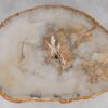 Coffee table petrified wood 53183