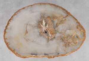 Coffee table petrified wood 53183