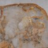 Coffee table petrified wood 53183