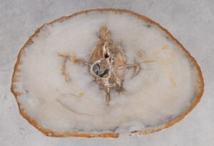 Coffee table petrified wood 53184