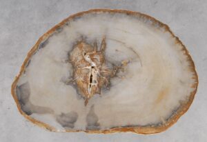 Coffee table petrified wood 53185