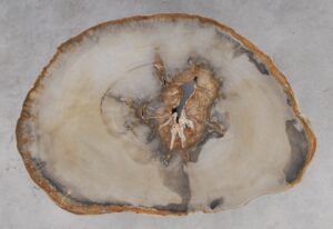 Coffee table petrified wood 53186