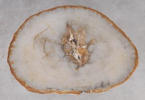 Coffee table petrified wood 53188