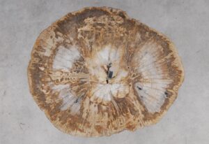 Coffee table petrified wood 53191